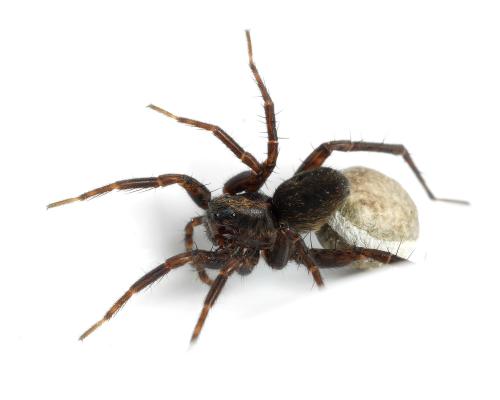 Réf. 345 135 : Pardosa sp.